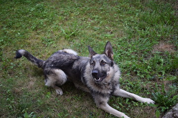 Sesión a perro lobo mientras ejerce de guardián en una casa