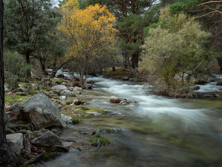 Forest with a river at sunset.
