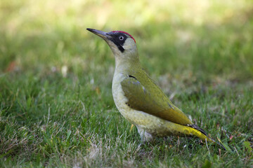 The European green woodpecker (Picus viridis) sitting down in the grass.Big green woodpecker with a red head sitting on the ground with a green background.