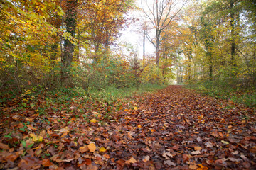 le chemin et les feuilles en automne