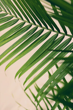 Vibrant Majesty Palm Tree Leaves Against A Pink Background