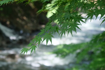 Fototapeta premium もみじ（Maple)