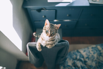 cat playing in front of the computer desk