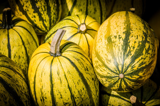 K&uuml;rbis, Spaghettik&uuml;rbis, Stripetti, Cucurbita Pepo, Speisek&uuml;rbis, K&uuml;rbisernte, K&uuml;rbisrezepte, Herbstmarkt, Herbstfest, Herbstdekoration, Herbst, Baselland, Schweiz