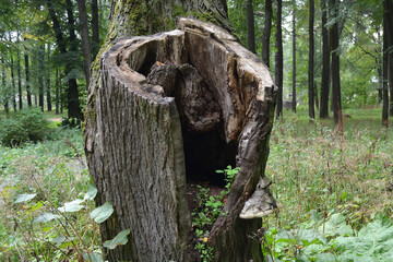 An old tree stump with a huge hollow in the forest. Tree bark texture and green forest background.