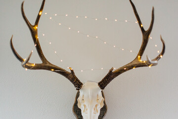 European mounted deer skull with white lights on the antlers.