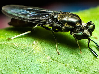A black insect sitting on a green leaf and reflecting sunlight.