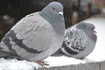 pigeon on the snow