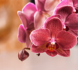 pink purple phalaenopsis or moth dendrobium orchid flower in winter or spring day in tropical...