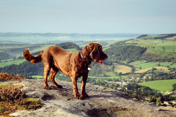 A chocolate brown working cocker spaniel on top of Curbar Edge, Derbyshire Dales, Peak District, UK