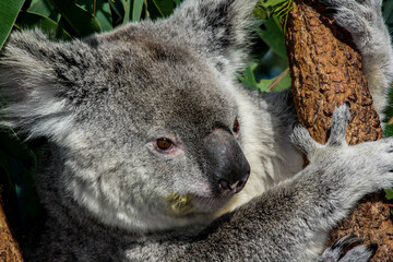 Fototapeta premium Koala in a tree in Australia