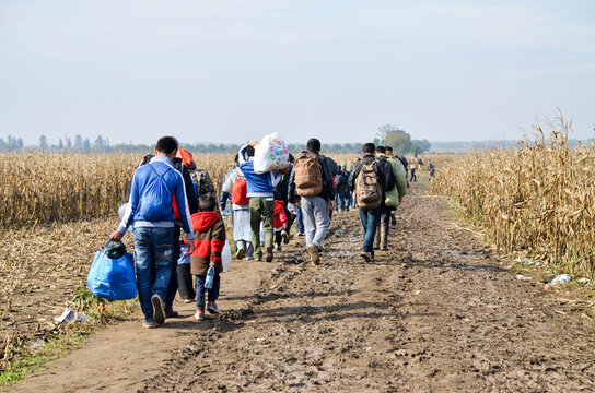 Group of War Refugees walking in cornfield. Syrian refugees crossing border to reach EU. Iraqi and Afghans. Balkans Route. Migrants on their way to European Union. Large group of people immigrate