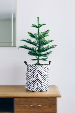 Unadorned Norfolk Island Pine tree on bench for Christmas