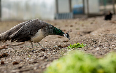 peacock walks in a cage in a zopark