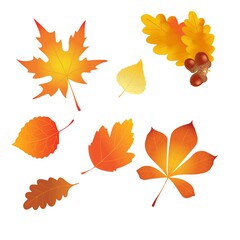 set of autumn leaves, illustration, vector,