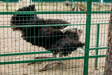 
ostrich in a cage at the zoo