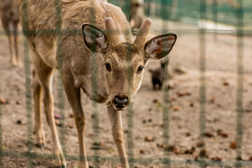 
deer eat grass at the zoo