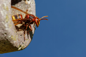 Hornisse im Nistkasten