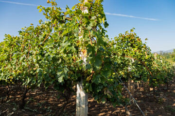 Vineyard in Romania