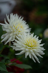Dahlia all triumph a brilliant white cactus dahlia