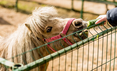 
ponies eat grass in a cage at the zoo