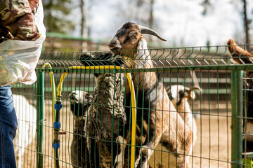 Fototapeta na wymiar goat in a cage at the zoo