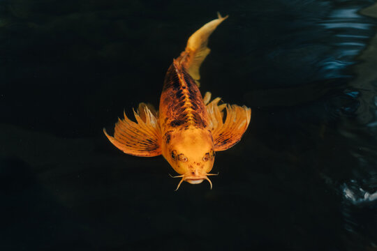 Koi Fish