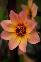 dahlia mignon happy single kiss a beautiful coloured dahlia