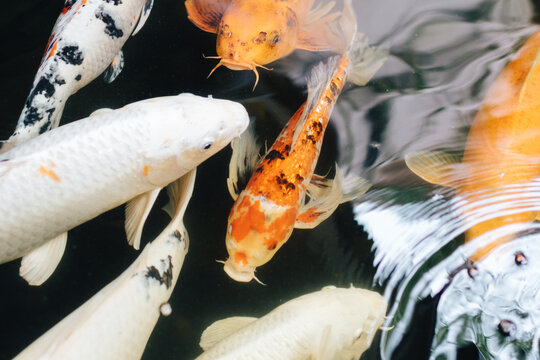 Koi Fish