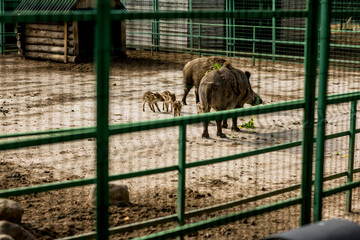 boar in a cage at the zoo