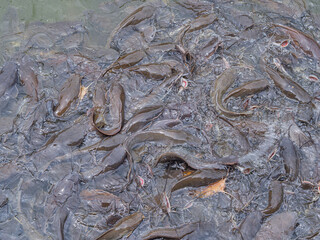 Many of catfish in the pond are waiting for food