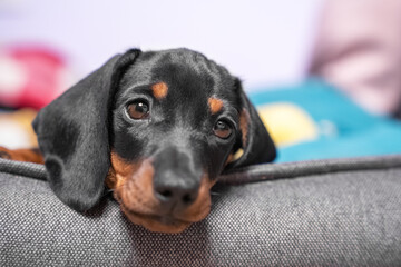 Portrait of adorable sad dachshund puppy lying with its head on side of pet bed, front view, close up. Tired baby dog resting after hard long day full of games and impressions