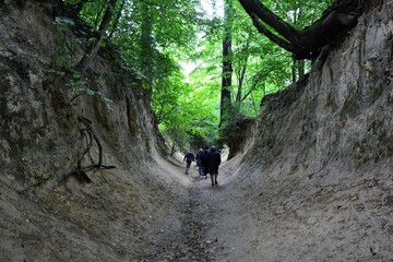 Korzeniowy Dol Gorge - the most popular gorge near Kazimierz Dolny, Poland. Unique gorge with 700 meter long passageway in a grove of woods and its roots
