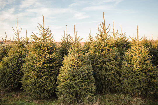 Norway Spruce christmas trees in a field