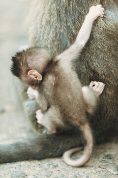 Baby Long-tailed Macaque on Mother's Back