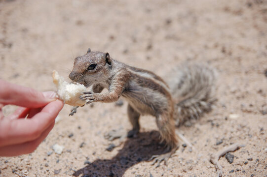 Squirrel eating from the man