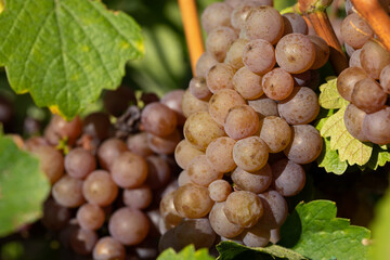 Vineyard in Romania