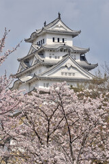 世界遺産姫路城と桜