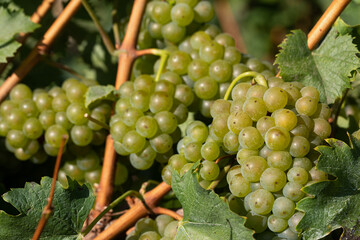 Fototapeta premium Vineyard in Romania