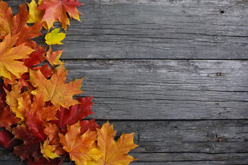 Naklejka na ściany i meble Red and yellow fall maple leaves on old rough wooden boards. Copy space, side border. Autumn, nature, season, decoration concept