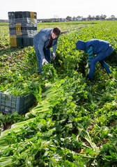 Skilled male farmers hand harvesting ripe green celery on farm plantation