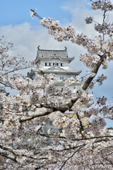世界遺産姫路城と桜