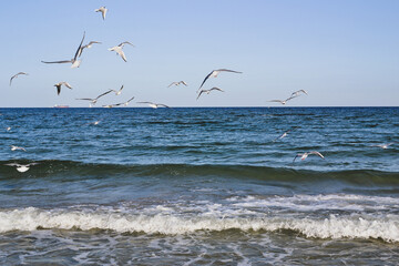 Fototapeta na wymiar Seagulls fly over the sea.