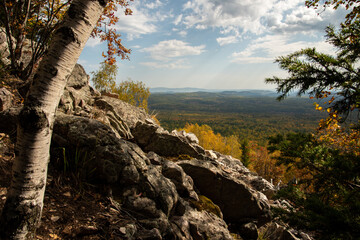 tree in the mountains