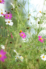 cosmos flower in the garden