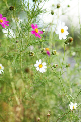 cosmos flower in the garden