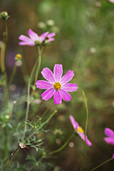 cosmos flower in the garden