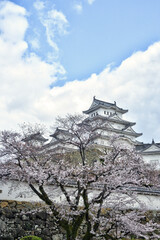 Naklejka premium 世界遺産姫路城と桜