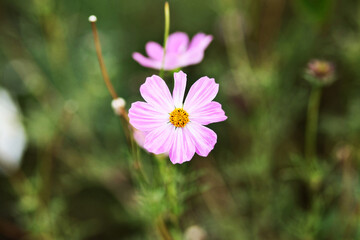 cosmos flower in the garden