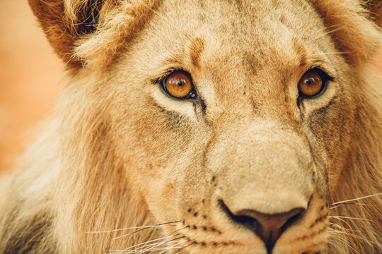 Eye of the Lion